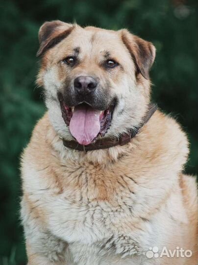 Благородный пёс пропадает в приюте