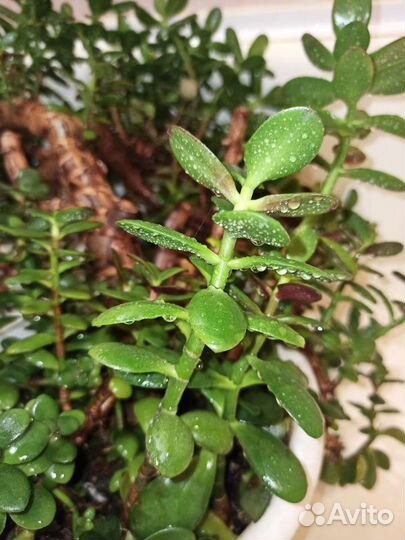 Толстянка, денежное дерево