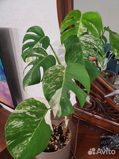 Монстера альба