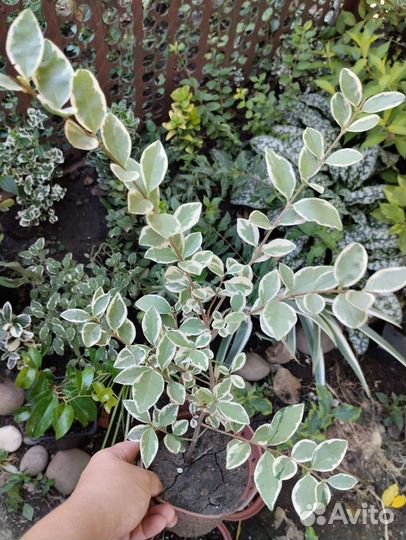 Садовые многолетники растения кустарники