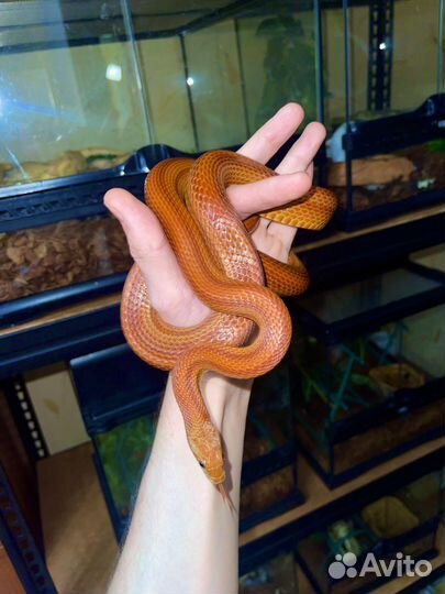 Змея маисовый полоз