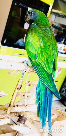 Попугай китайский кольчатый