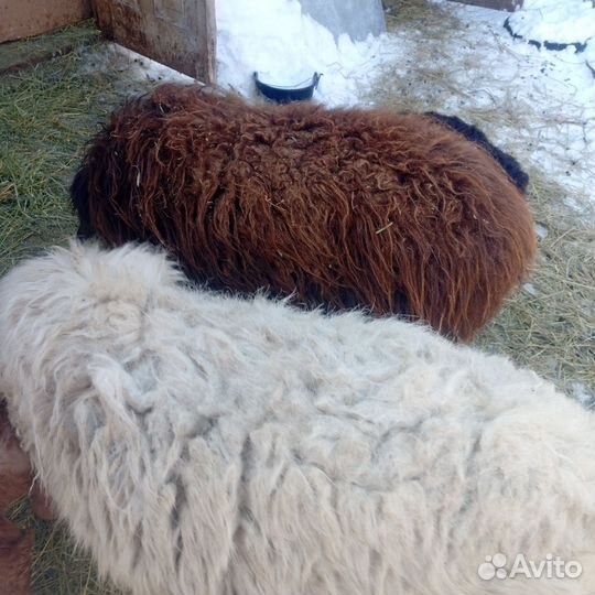 Овцы курдючные