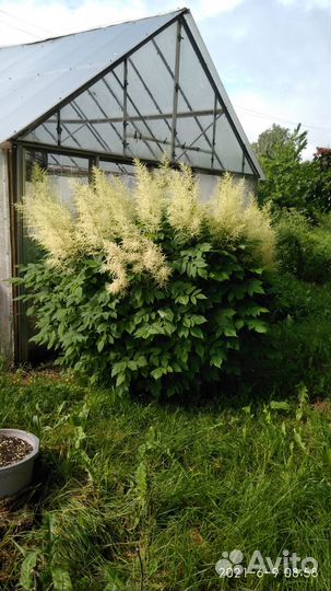 Декоративные кустарники и лекарственные травы