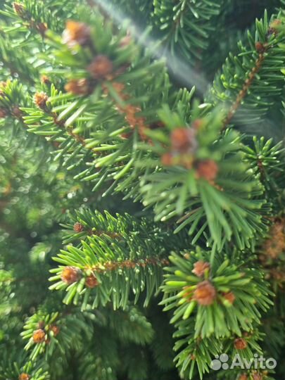 Ель Виллс Цверг, Туи, Можжевельник