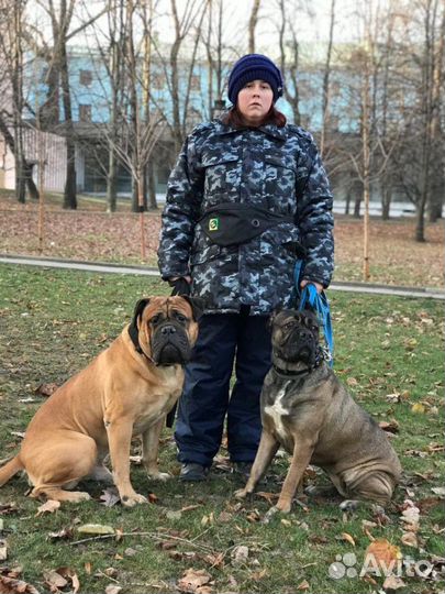 Передержка и выгул животных