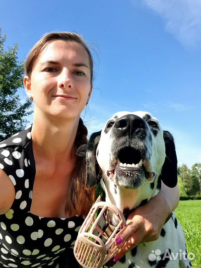 Передержка животных, выгул собак