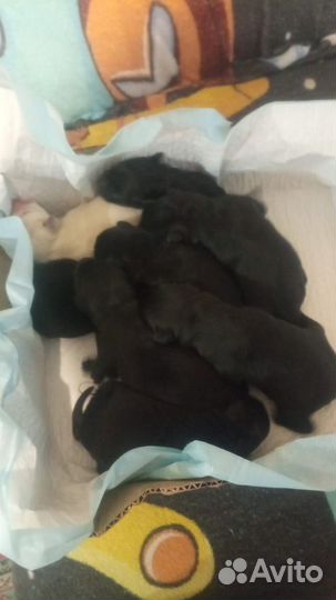 Щенки лабрадора без документов