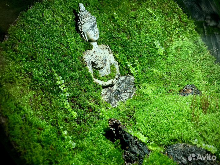 Мохариум с живым мхом и буддой