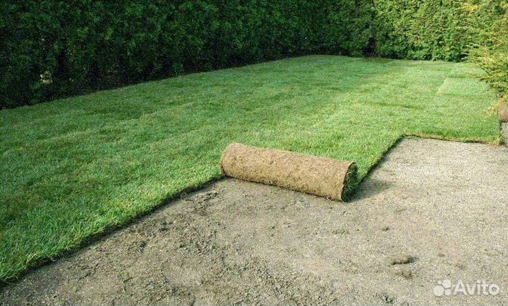Продажа газона
