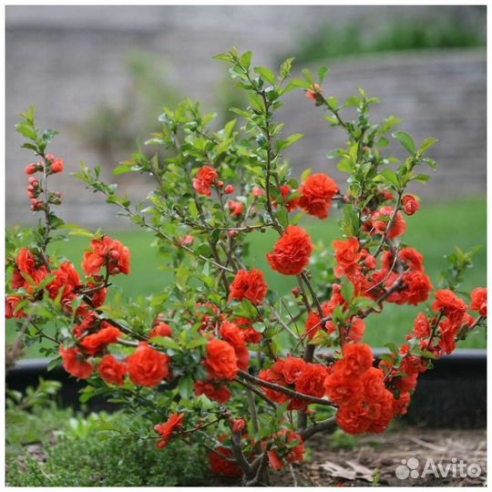 Самшит, бирючен, кизильник