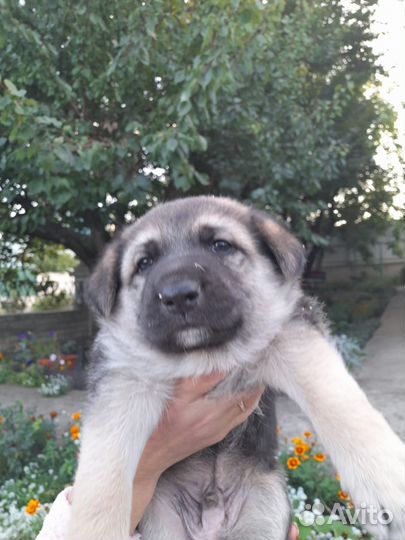 Щенок, мальчик