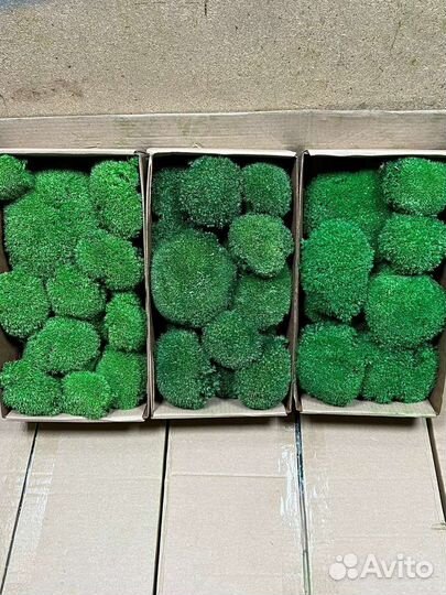 Мох ягель,кочка,пласт стабилизированный