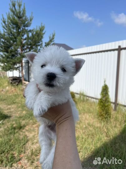 Вест хайленд уайт терьер щенки