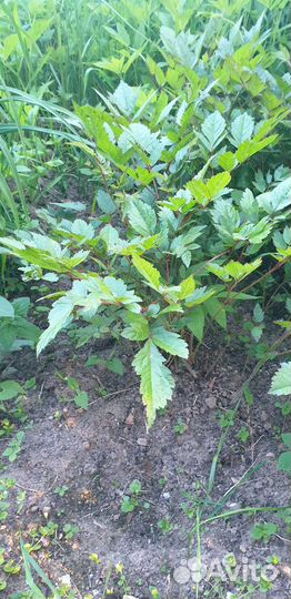 Астильба японская