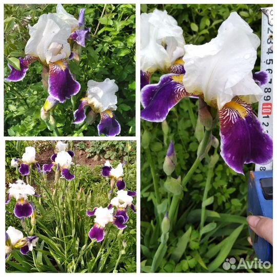 Ирисы бородатые сортовые