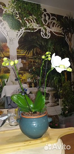 Орхидея, фаленопсис Биг лип