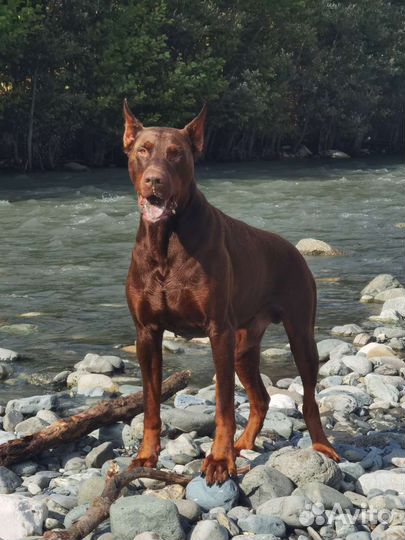 Вязка доберман