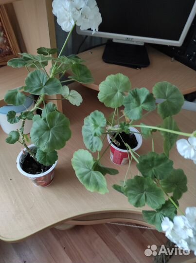 Рэо и Герань белая и розочками