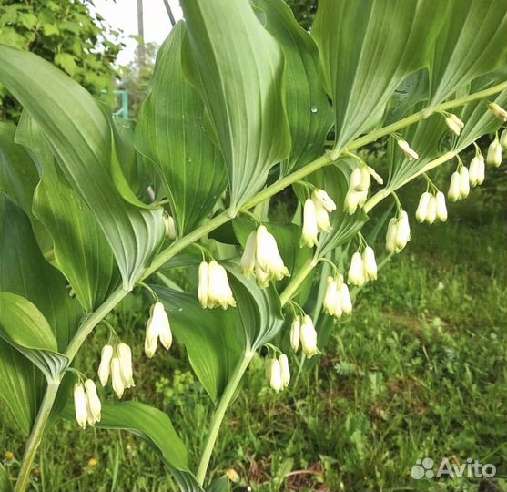 Ландыш садовый