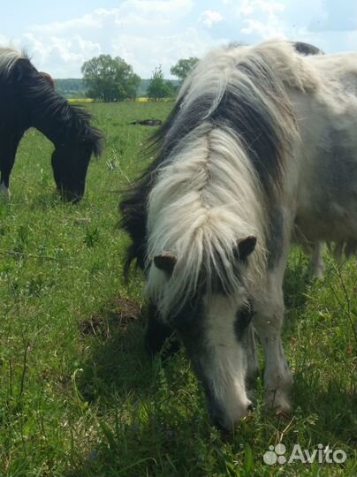 Шетлендские пони, арабо-пони, шетленд