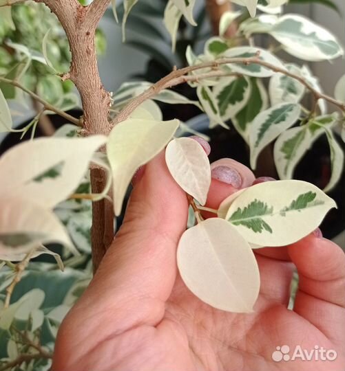 Фикус Бенджамина вариегатный черенки