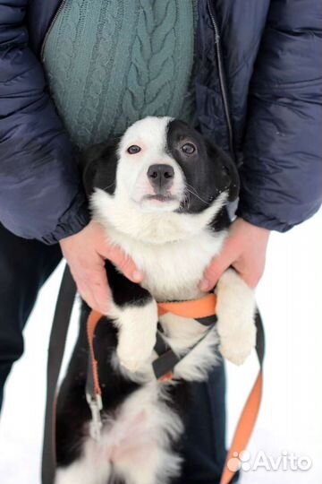 Щенок Девочка 5 мес