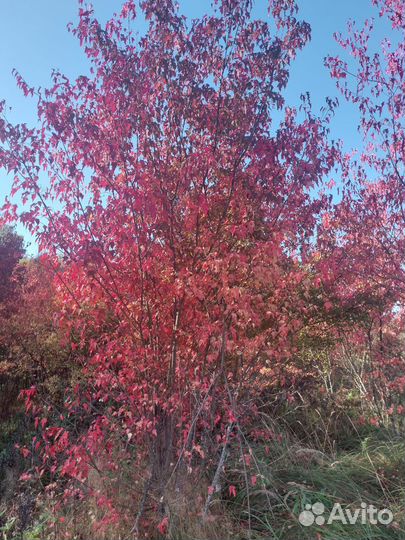 Клен гиннала шикарный 2-7 метров высотой