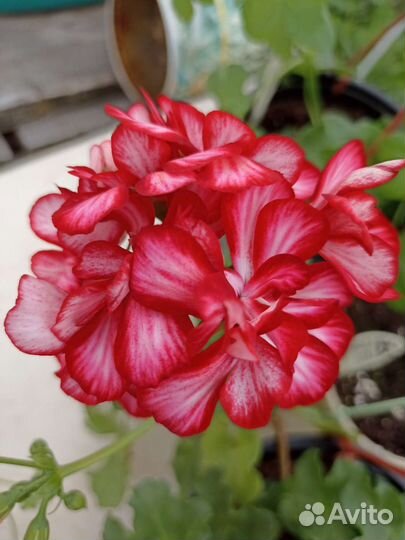 Ампельная пеларгония