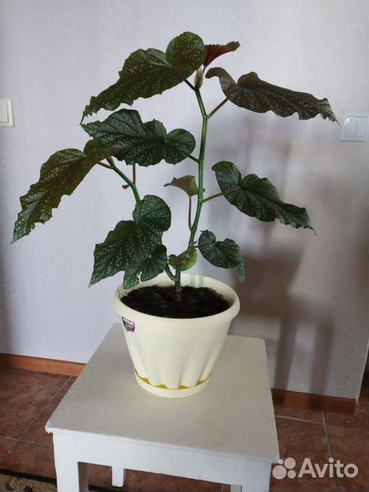 Бегония королевская