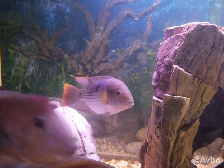 Аквариумные рыбки