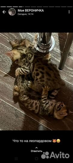 Бенгальские котята