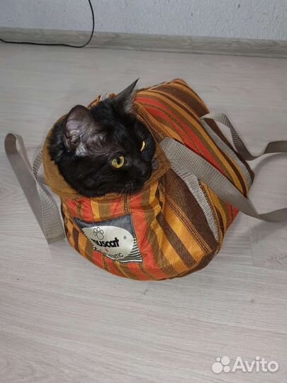 Переноска для маленькой собачки или кошечки