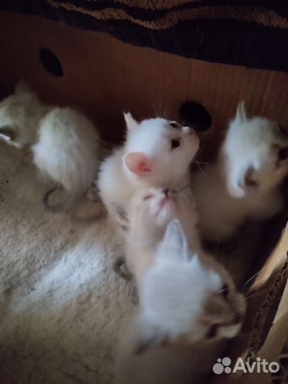 Котята в добрые руки Сиамские