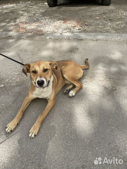 А добрые руки