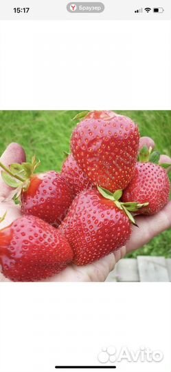 Клубника сорт Азия