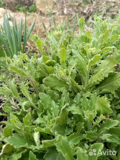 Арабис (резуха) 