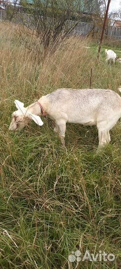 Коза дойная