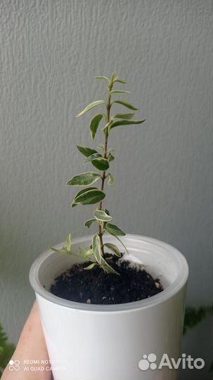 Мирт вариегатный