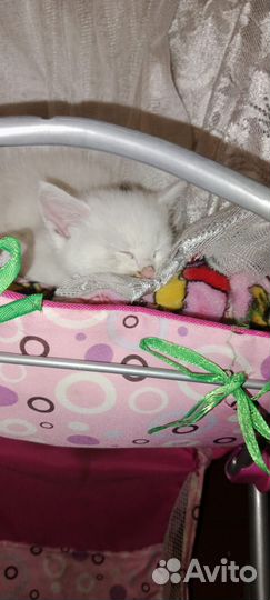 Котики