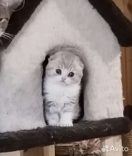 Шотландские котята с родословной