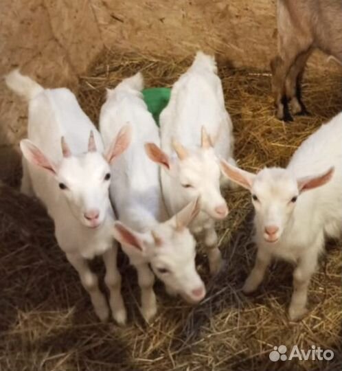 Козлята