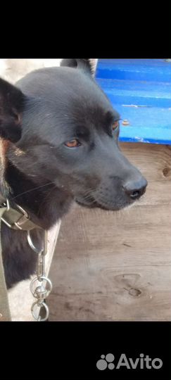 В добрые ручки