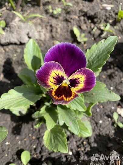 Рассада цветов. Фиалка