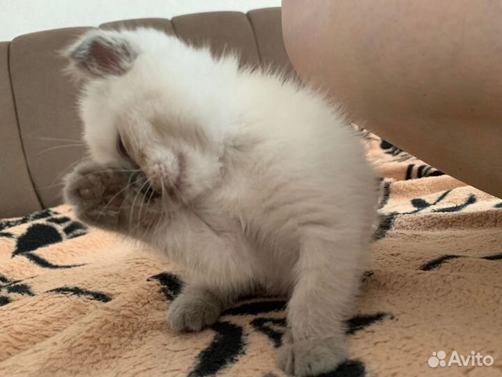 Продам котенка