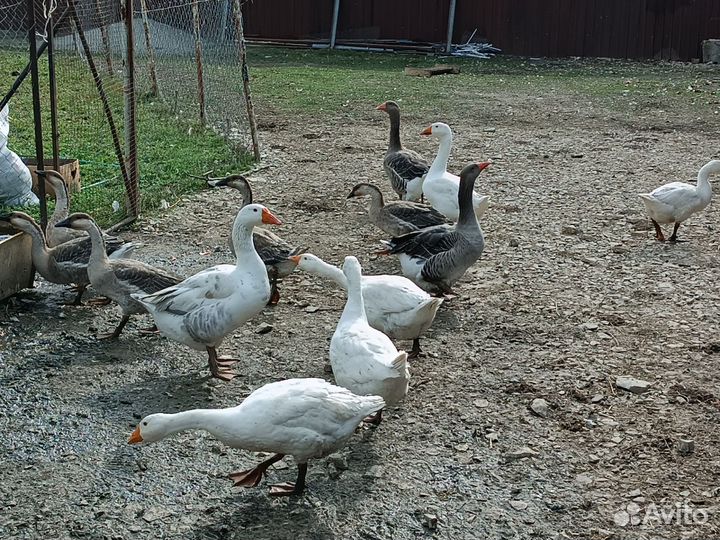 Хорошие домашние гуси