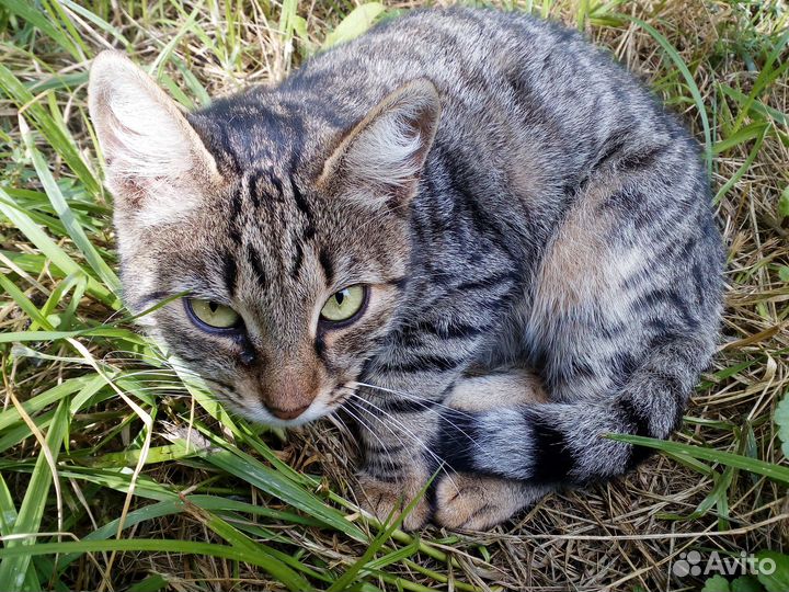 Кошечка-улыбака в поисках дома