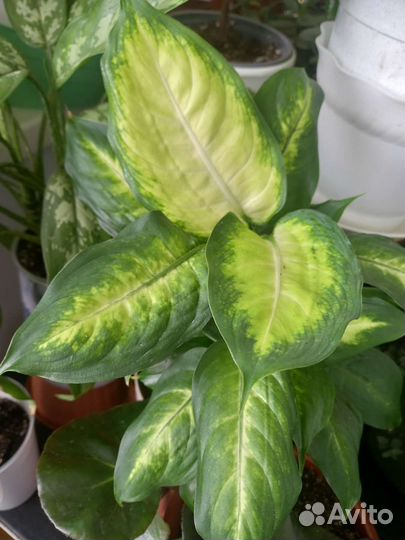 Цветы для дома