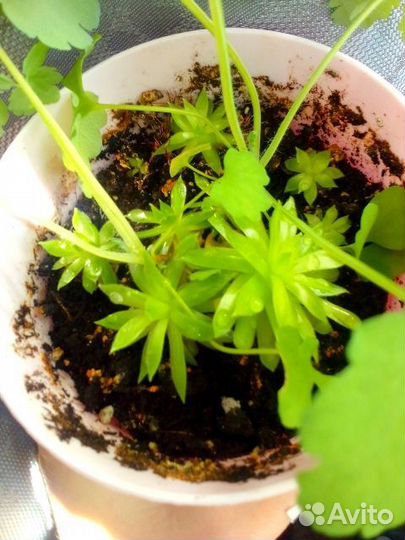 Суккуленты