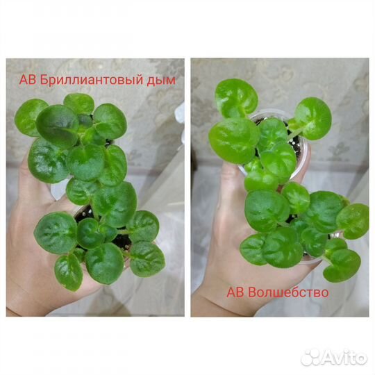 Детки сортовых фиалок